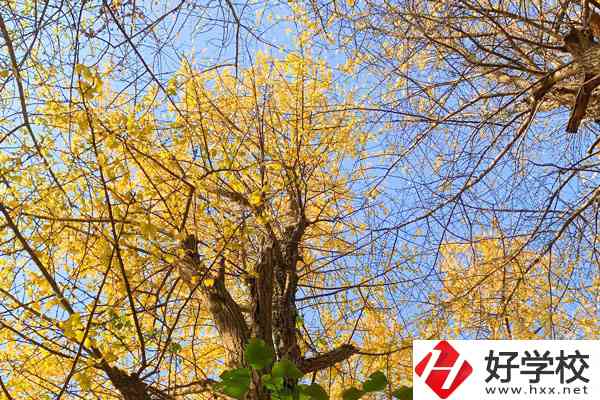 衡陽(yáng)市瀟湘衛(wèi)生中等專業(yè)學(xué)校的專業(yè)就業(yè)方向如何？