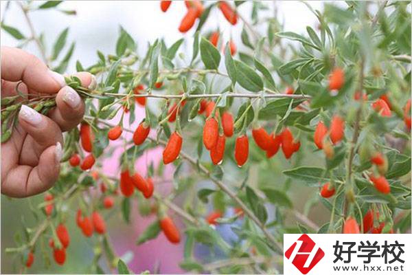 在湘西學(xué)中草藥栽培怎么樣？開設(shè)此專業(yè)的學(xué)校有哪些？