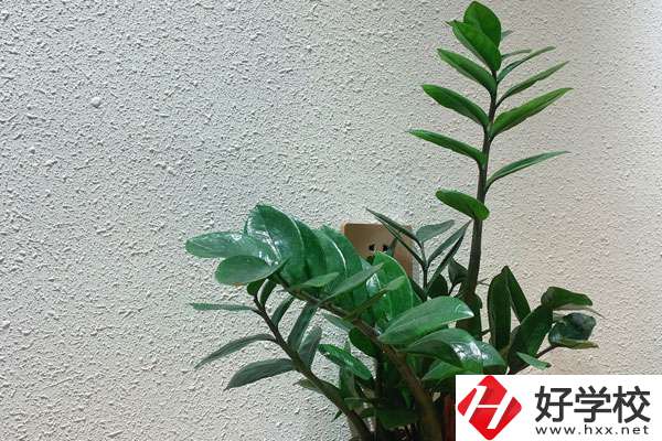 安鄉(xiāng)縣職業(yè)中專學校有哪些專業(yè)?如何收費？
