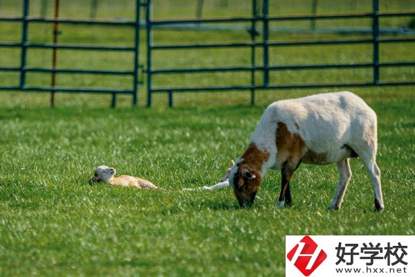 張家界旅游學(xué)校的優(yōu)勢(shì)在哪里？