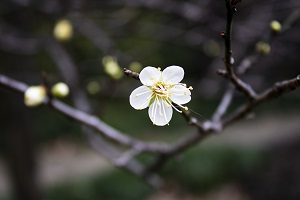 如何進行專升本報考準(zhǔn)備