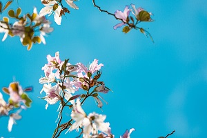 怎么購(gòu)買(mǎi)專(zhuān)升本的教材